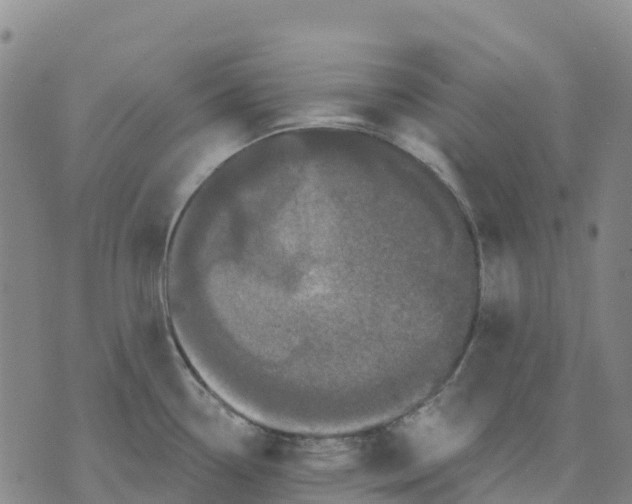 X0000070341338200606301731