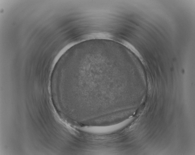 X0000070341339200606301731