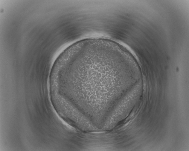 X0000070341343200606301731