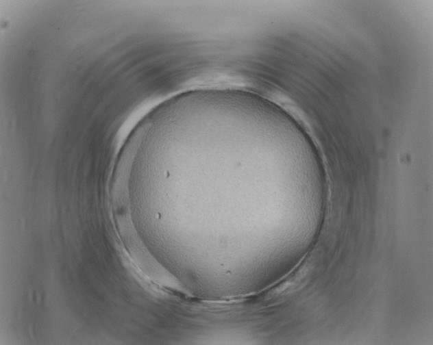 X0000070341344200606301731