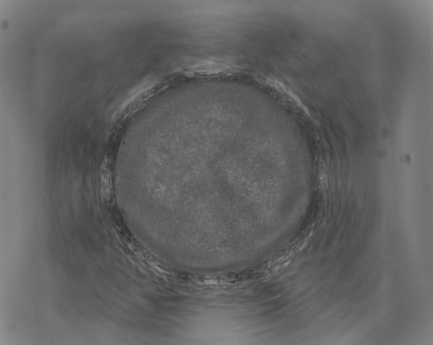 X0000070341350200606301730