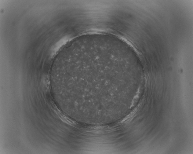 X0000070341355200606301730