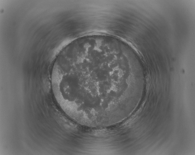 X0000070341363200606301730