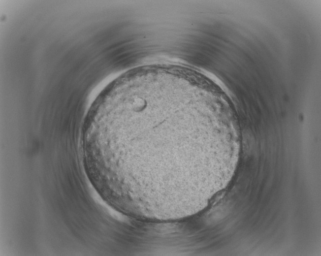 X0000070341387200606301730