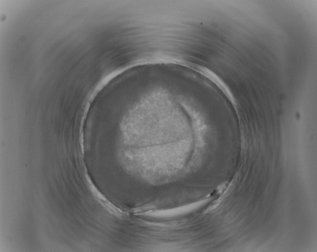 X0000070341388200606301730