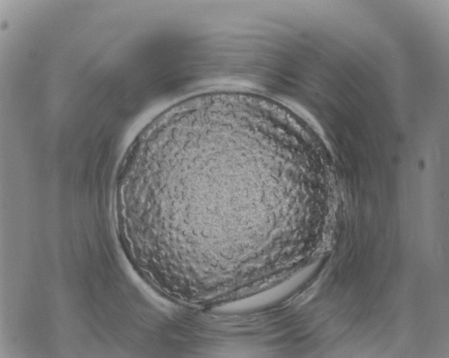 X0000070341391200606301730