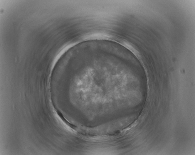 X0000070341392200606301730