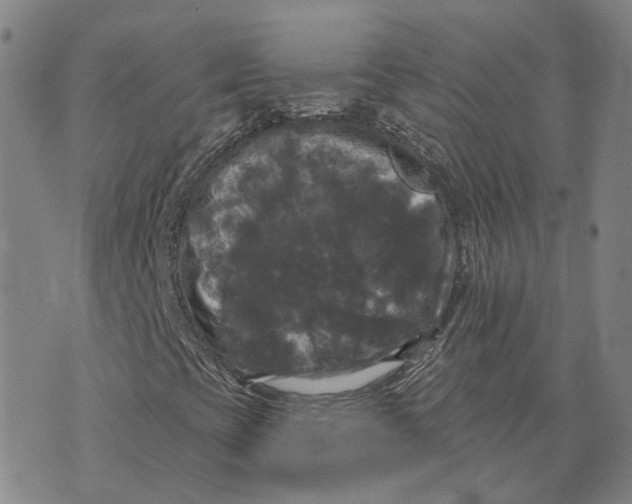 X0000070341393200606301729