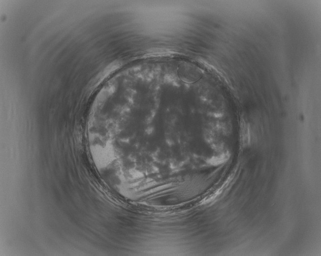 X0000070341401200606301729