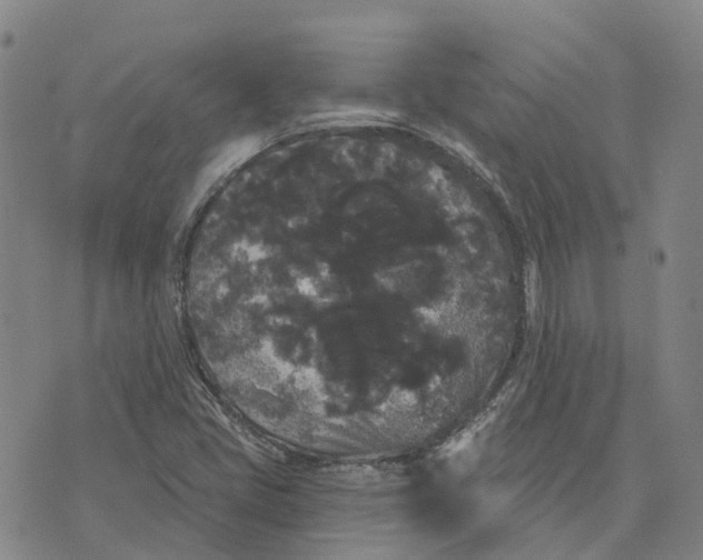 X0000070341405200606301729