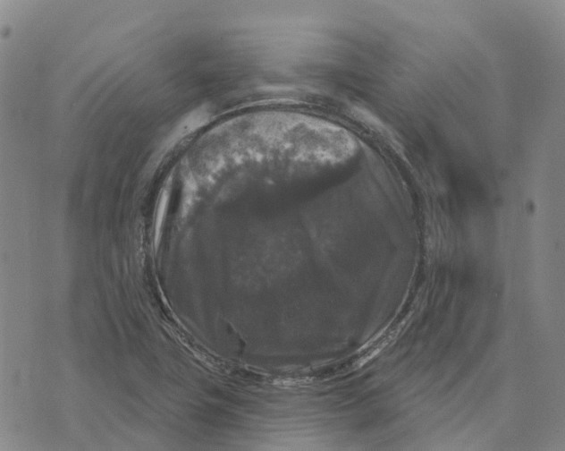 X0000070341411200606301729