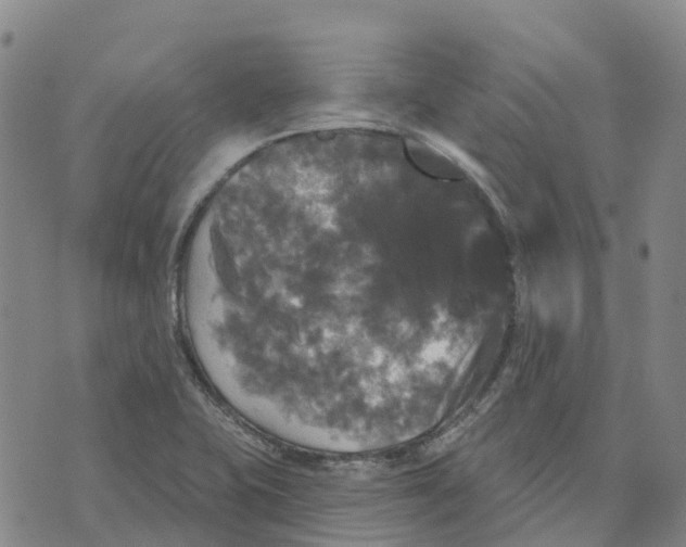 X0000070341415200606301729