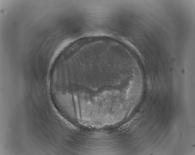 X0000070341416200606301729