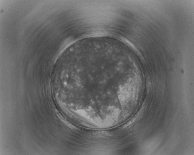 X0000070341417200606301729