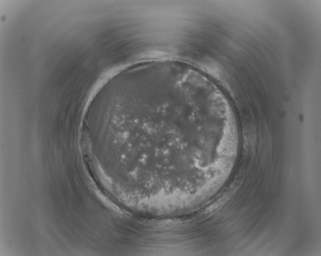 X0000070341421200606301729