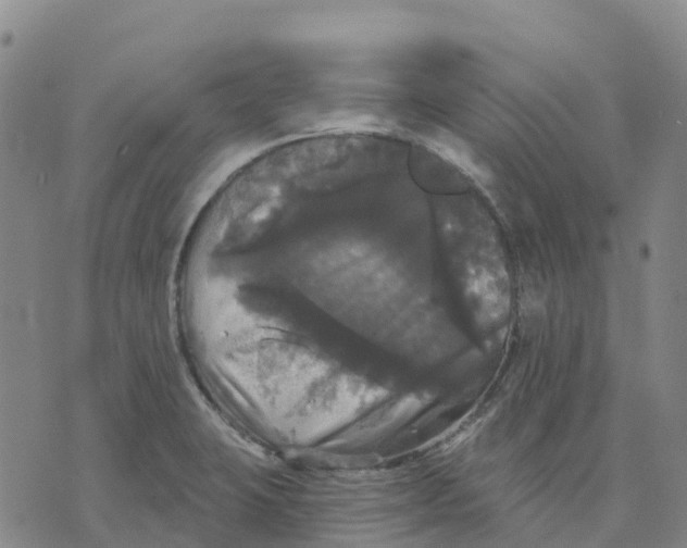 X0000070341423200606301729