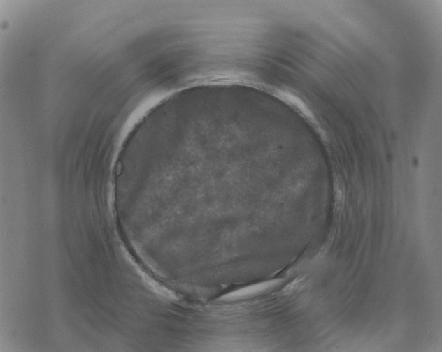 X0000070341424200606301729