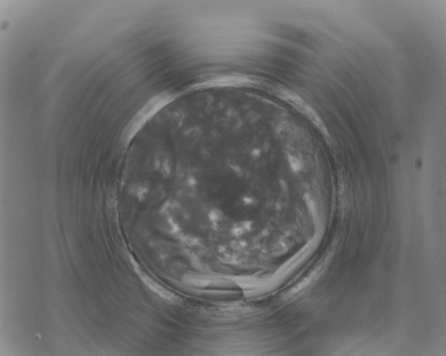 X0000070341425200606301729