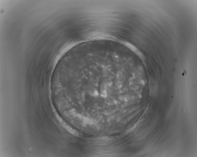 X0000070341431200606301730