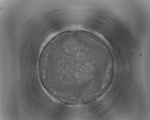 X0000070341432200606301730