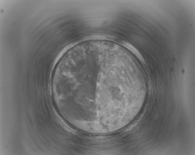 X0000070341436200606301730