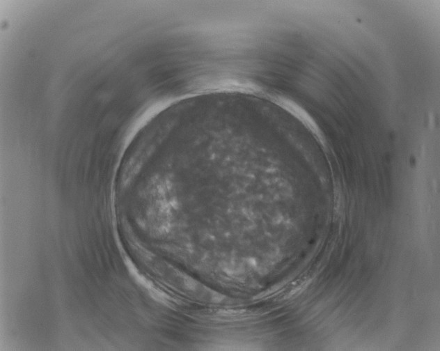 X0000070341439200606301730