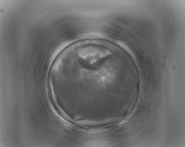 X0000070341440200606301730