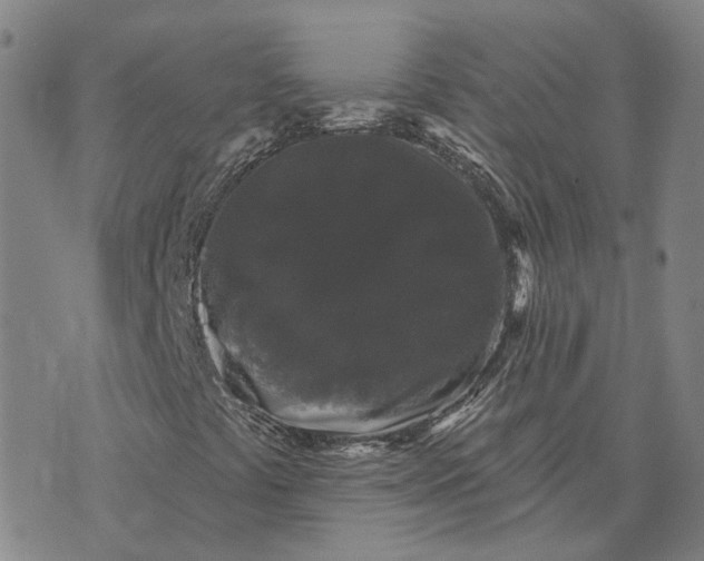 X0000070341441200606301729