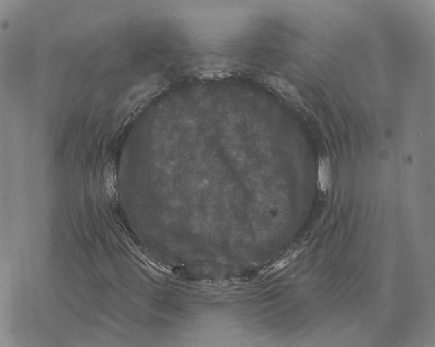 X0000070341444200606301729