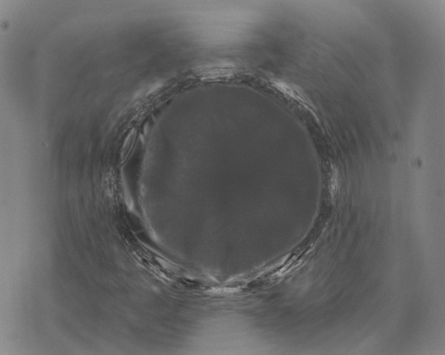 X0000070341445200606301729