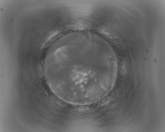 X0000070341446200606301729