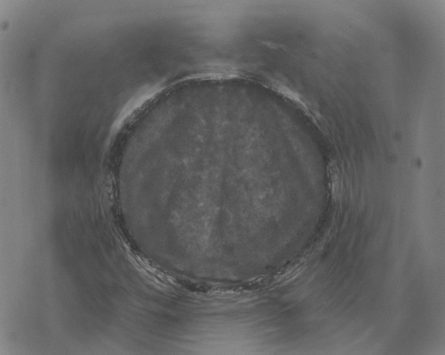 X0000070341448200606301729