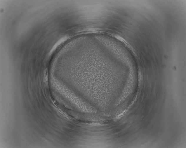 X0000070341450200606301729