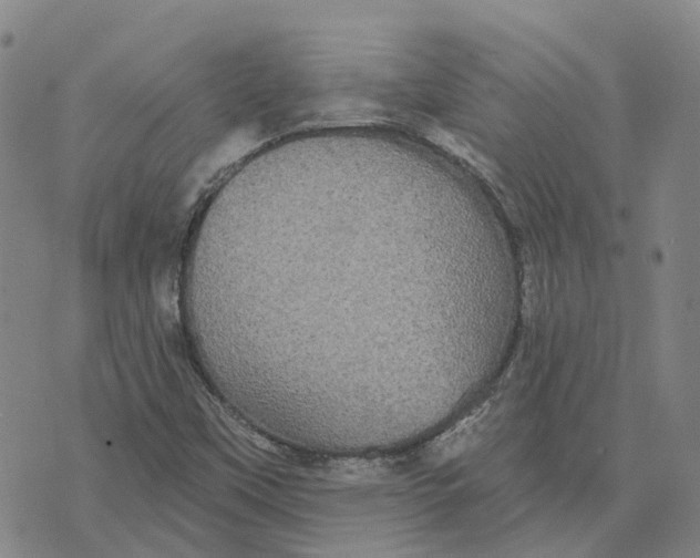 X0000070341451200606301729