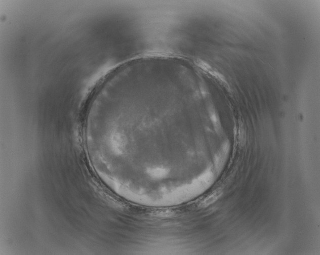 X0000070341454200606301729