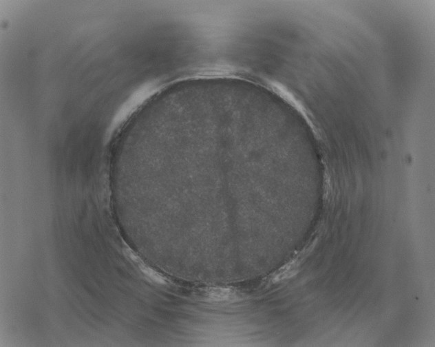 X0000070341456200606301729