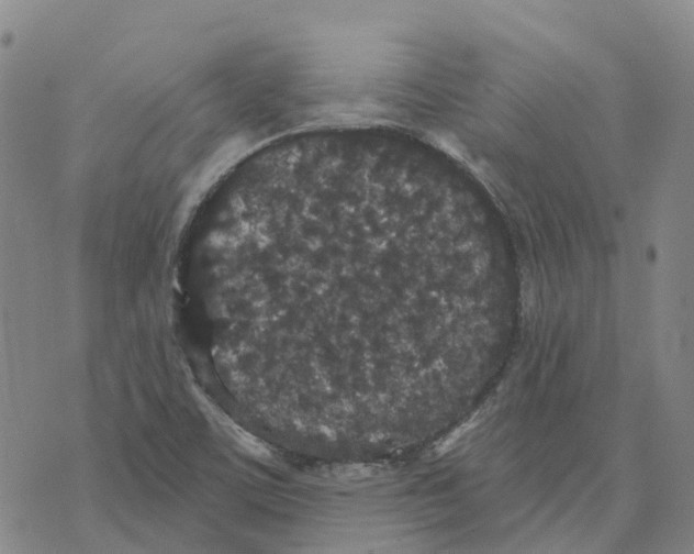 X0000070341459200606301729