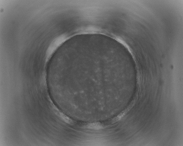 X0000070341464200606301729