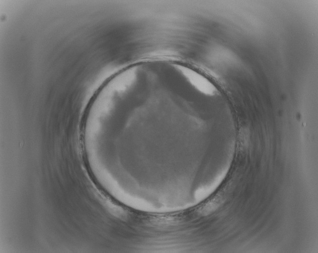 X0000070341470200606301728