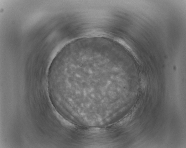 X0000070341478200606301728