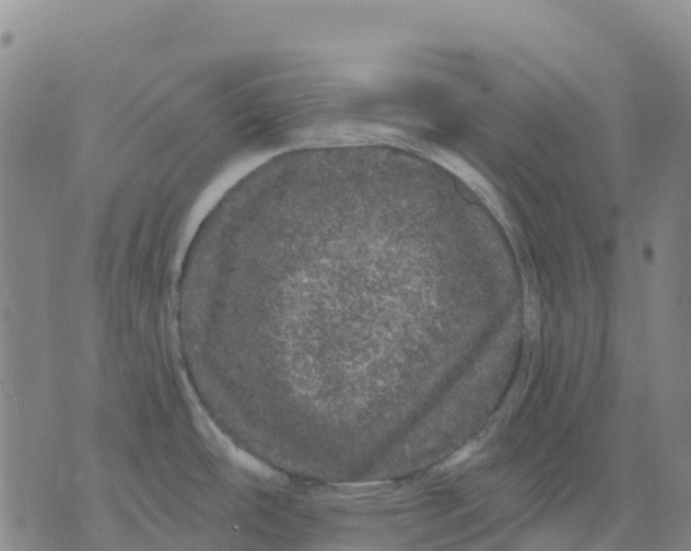 X0000070341486200606301728