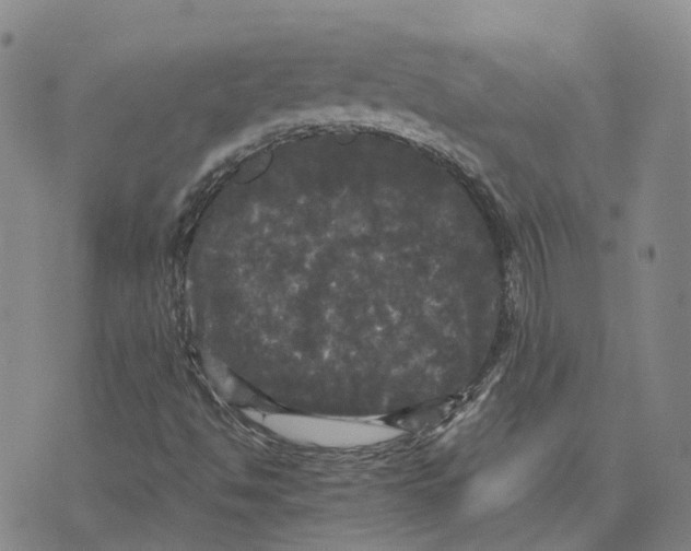 X0000070341494200606301727