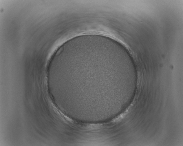 X0000070341506200606301728