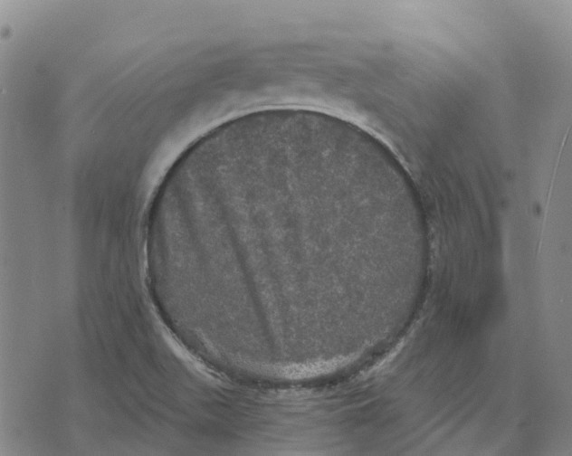 X0000070341511200606301728