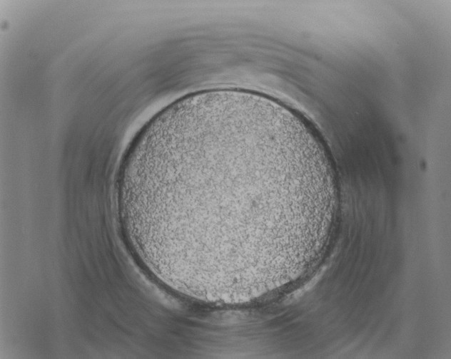 X0000070341517200606301728