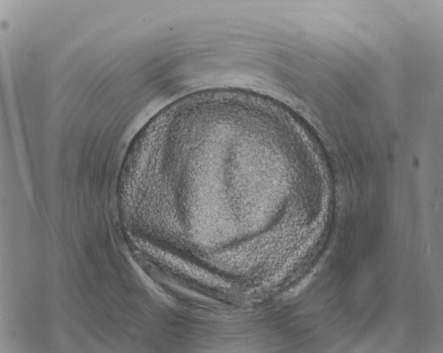 X0000070341521200606301728