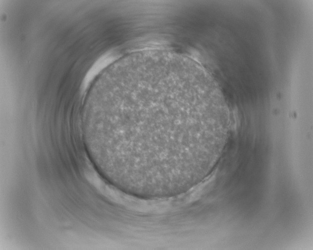 X0000070340004200607072024