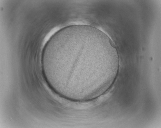 X0000070340008200607072024