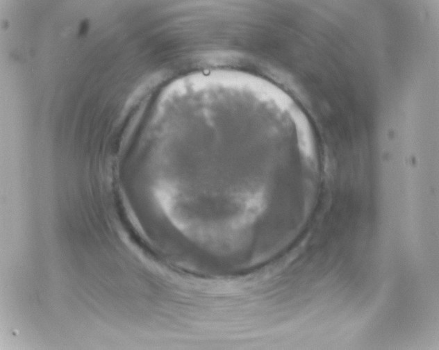 X0000070340010200607072024