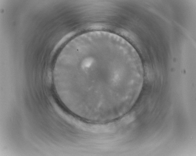 X0000070340016200607072024